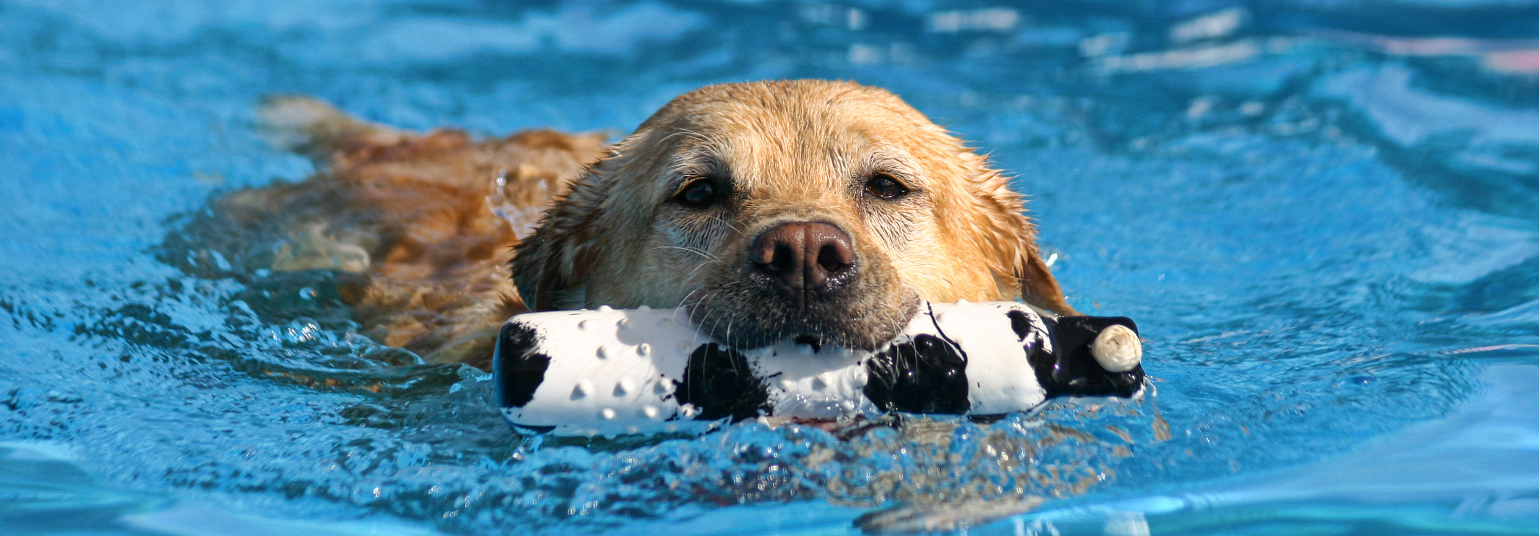 Doggy Paddle Aquatic Center for Dogs For dogs with a passion for splashing!